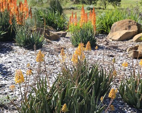  Bountiful Container Gardens: Unleashing Nature's Vibrant Symphony in Limited Spaces!